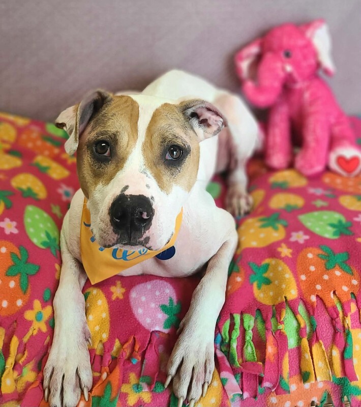 Picture of the Animal Listed